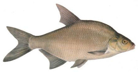 Bream
